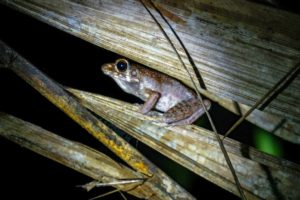 Ein Frosch versteckt sich bei der Nachtwanderung zwischen trockenen Blättern.