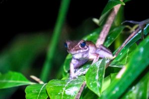 Ein Frosch sitzt bei der Nachtwanderung auf grünen Blättern.