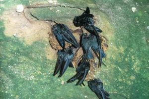 Einige Glanzkopfsalangane schlafen in ihrem Nest an einem Felsen.