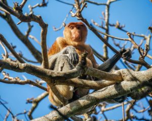 Ein Nasenaffe schaut von einem Baum im Bako Nationalpark direkt herunter.