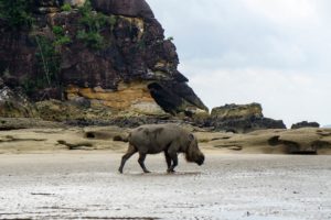 Ein Bartschwein läuft über den Strand des Bako Nationalparks. Im Hintergrund sieht man Sandsteinfelsen.