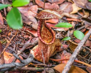 Eine wunderschöne Kannenpflanze steht im Regenwald des Bako Nationalparks.