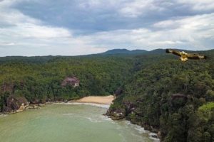 Ein Adler fliegt durch die Luft im Bako Nationalpark.