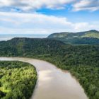 Ein brauner Fluss zieht sich durch grüne Bäume eines Regenwaldes vor dem Meer in unberührter Wildnis.