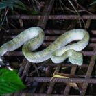 Im Bako Nationalpark liegt eine grüne Schlange auf einem Gitter.