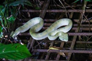 Nachtwanderung im Regenwald – der Bako Nationalpark