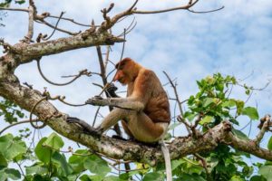 Der Bako Nationalpark – Alle Infos für dein Abenteuer