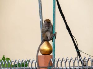 Ein Affe sitzt auf einem Zaun an der Moschee des Wasserdorfes.
