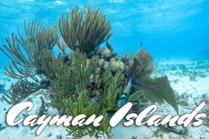 Bunte Korallen und Fische türkisem Wasser auf den Cayman Islannds.
