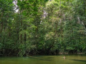 Schwimmen im Fluss im Regenwald