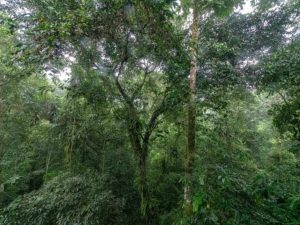 Dickicht des Regenwaldes in Borneo