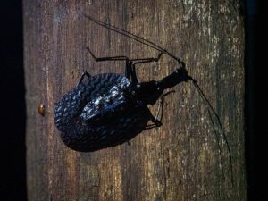Flacher, schwarzer Käfer wie Blatt geformt im Regenwald