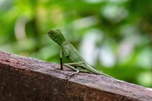 Grüne Echse im Regenwald Borneo, Mulu Nationalpark