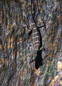 Braune Echse an der Rinde eines Baumes im Mulu Nationalpark