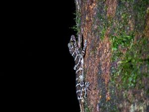 Gestreifter Gecko auf einem Urwaldbaum