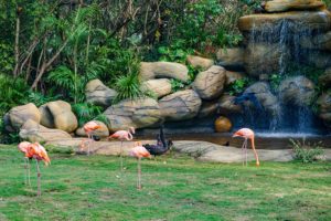 Flamingos stehen an einem Wasserfall im Park von Cartagena de Indias.