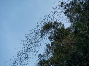 Millionen Fledermäuse am Himmel als spektakuläres Highlight