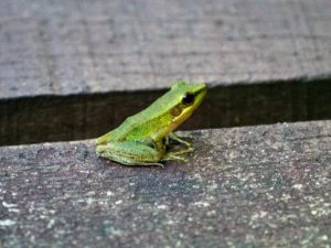 hellgrüner Frosch im Regenwald