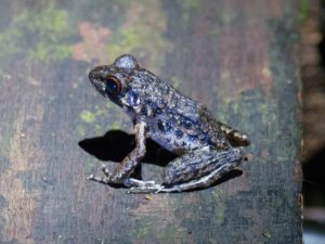 Dunkelgrüner Frosch sitzt auf einer Holzplanke bei der Nachtwanderung