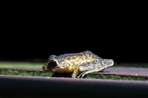 gelbbrauner Frsoch mit großen Augen nachts im Regenwald auf einer Holzplanke