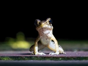 Regenwaldfrosch nachts im Dschungel