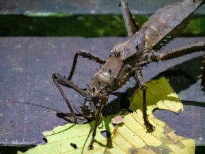 Großes grünbraunes Insekt mit Dornen frisst an einem Blatt nachts im Dschungel
