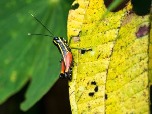 Schwarzgelbe Heuschrecke mit braunen Beinen auf einem angefressenen Blatt im Dschungel von Borneo