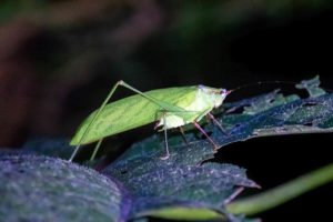 Grüner Grashüpfer auf einem Blatt im Dschungel von Mulu