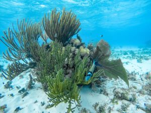 Fische schwimmen um bunte Korallen im türkisblauen Meer auf den Cayman Islands.