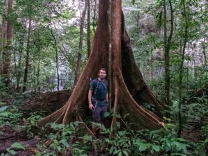 Baum mit riesigen Wurzeln im Dschungel