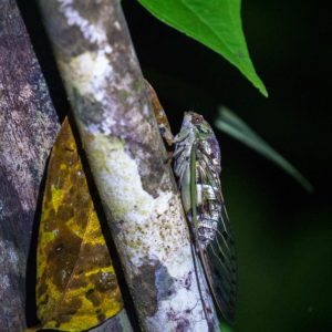Zikade mit großen Flügeln sitzt auf einem Baum im Dschungel Borneos