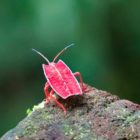 Roter Käfer auf einem Stein im Regenwald in Mulu