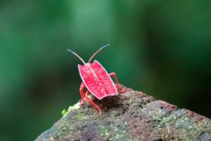 Mulu Nationalpark – Infos zu Anreise, Übernachtung und Kosten
