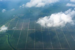 Palmölplantagen aus der Luft mit Schachbrettmuster auf Borneo
