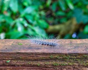 Haarige, weiße Raupe im Mulu Nationalpark