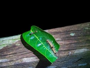 Eine Riesenameise und eine haarige Raupe auf einem grünen Blatt im Regenwald