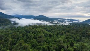 Jahrtausende alter Urwald erstreckt sich über den gesamten Mulu Nationalpark