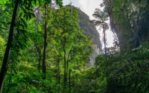 Grünes Dickicht des Regenwaldes auf Borneo im Mulu Nationalpark