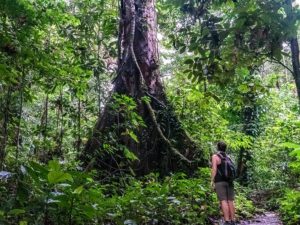 Mammutbäume im Regenwald Borneos