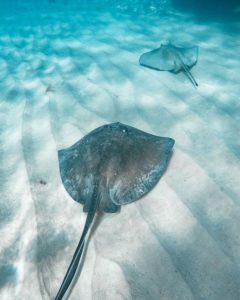 Zwei Rochen gleiten über die Sandbank von Stingray City auf den Cayman Islands.
