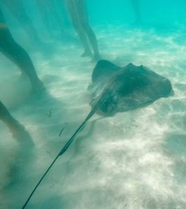 Ein Stachelrochen schwimmt durch die Beine der Besucher der Stingray City.