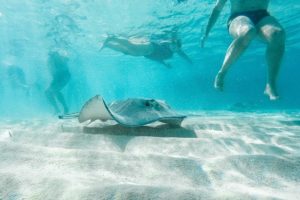 Besucher der Stingray City schwimmen mit Rochen auf der Sandbank.