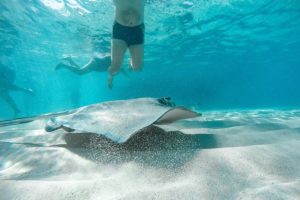 Ein Stachelrochen schwimmt über die Sandbank von Stingray City. Touristen schwimmen mit den Rochen zusammen.