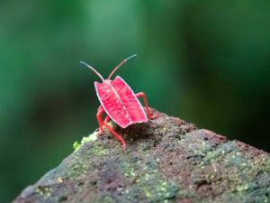 Roter Käfer im Mulu Nationalpark auf Borneo