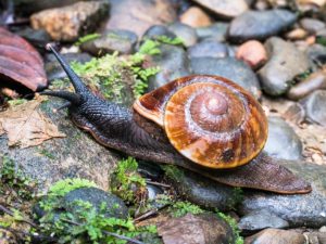 Schnecke mit riesigem Schneckenhaus auf einem steinigen Urwaldpfad