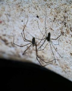 Große, dünne Spinne an einer Felswand im Dschungel Borneos