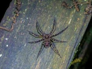 Große Spinne im Urwald auf Holzweg