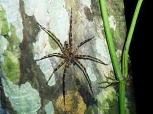 Große Spinne am Baum Dschungel Borneo nachts