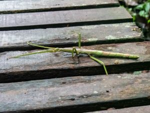 Großes Stabinsekt Regenwald Borneo