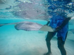Ein Rochen kommt ganz nahe an einen Besucher der Stingray City Sandbank auf den Cayman Islands.